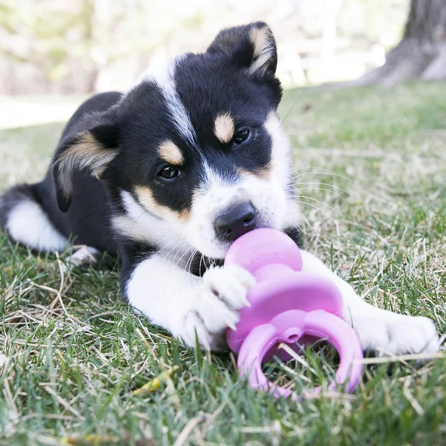 KONG Puppy Binkie - Pacifier Dog Toy for Puppies - Stuffable Treat Chew Toy for Treats - Durable Natural Rubber for Teething Puppy - for Small Puppies - Blue